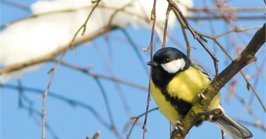 Liten vinterfågel med svart och gult bröst sitter på en gren i sol med snö i bakgrunden