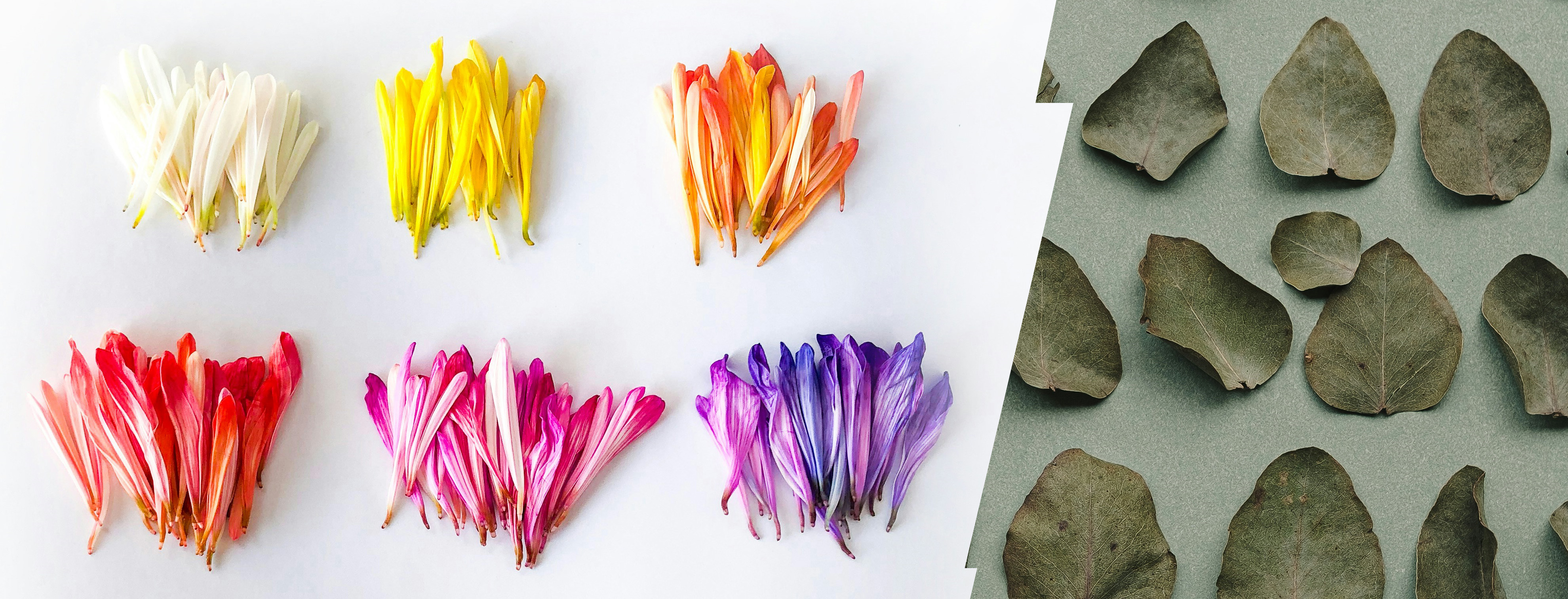 sorterade blomblad utmed utspridda löv