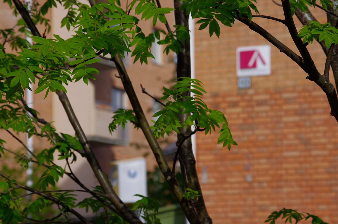 Logotyp på fasad på Arvidsjaurhem syns mellan lövklädda trädgrenar.