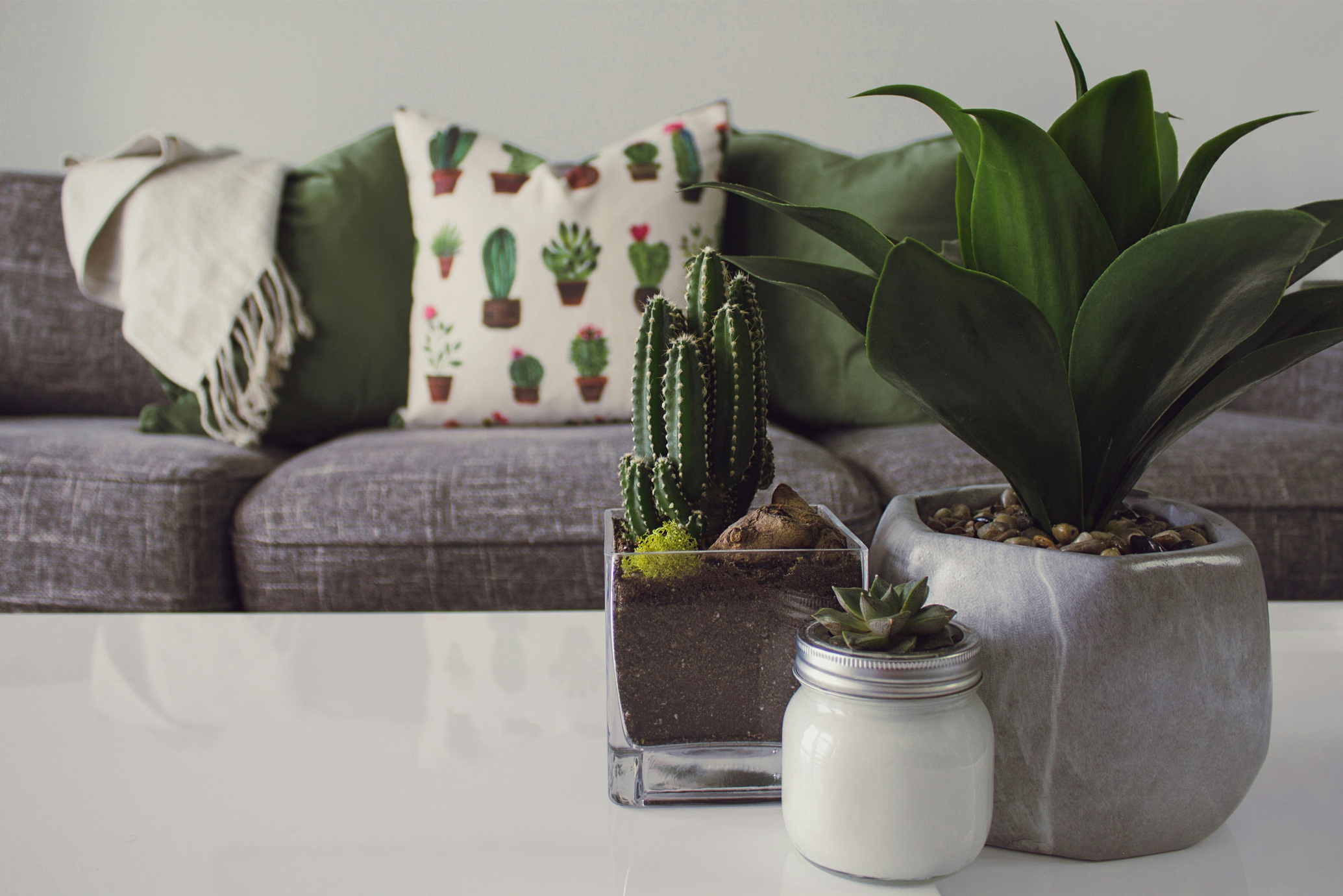 bord, växter, soffa